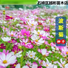 波斯菊花种子格桑花种子百日草阳台庭院室外四季开花易种活野花籽