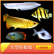 �𴬽����_�h�Ꭷ�^�p�~�W�^�~�~�t���~wlb��ˮ؈���~�؈D�~����