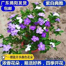 �pɫ�������� �pɫ���� �x������ �̨�҃������� ���㻨��