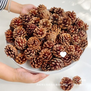 �S�����ɹ�����ϳߴ����С�b��ɹ����׃��@�}�Q�ɹ�֦�l