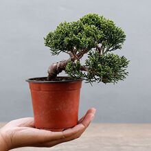 济州真柏微型小品盆景盆栽小苗素材造型绿植老桩