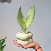 ����Ƥ�m����ȩ�����՚��k���҃ȿ͏d���ҾGֲ�������Ժ��Bֲ��