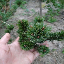 精品日本大阪松小苗五针盆景树桩造型短针嫁接苗那须娘松树黑松