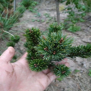 ��Ʒ�ձ�������С������辰�䘶���Ͷ�ᘼ޽���������ɘ����