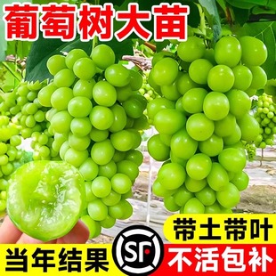 ���ј��mꖹ�õ�����������������Ϸ��Nֲ�޷�o���������٘���