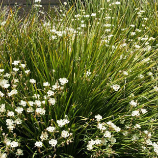 Wholesale Two-Color Wild Iris Wetland Greening Two-Color African Wild Iris Artificial Wetland Park Emergent Plants