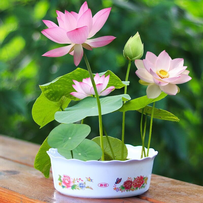 Bowl lotus hydroponic plant flowers indoor flowers easy to grow four…