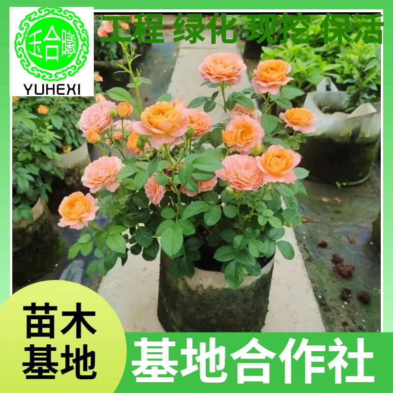 Европейские розы в горшках, сок из роз, балконные розы, розы для внутреннего двора, миниатюрные кустарники с цветением в любое время года