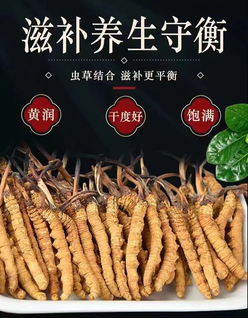 Cordyceps Sinensis Dong Chong Xia Cao Wild Caterpillar Fungus Dried Whole Pieces Nagqu Tibet Gift Box overview