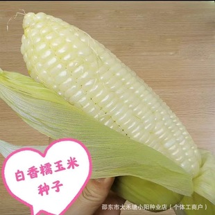 ��Ŵ�����׷N�Ӹ߮a���U�ļ�����������׷��D�������Ŵ���׷N��