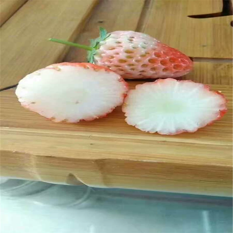 Белоснежка клубника рассада Сколько стоит Белоснежка клубника рассада Оптовая цена