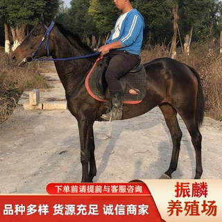 跑马场马匹养殖场骑乘马半血马伊犁马 可以骑的小马哪有卖