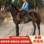 伊犁可以马匹