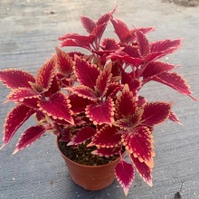 彩叶盆栽花卉五彩苏观叶水培室内阳台庭院清心办公室好养绿植