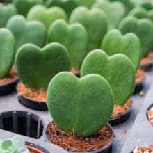 【此生只爱一个人】多肉植物 一片爱心 阳台桌面心型心叶球兰盆栽
