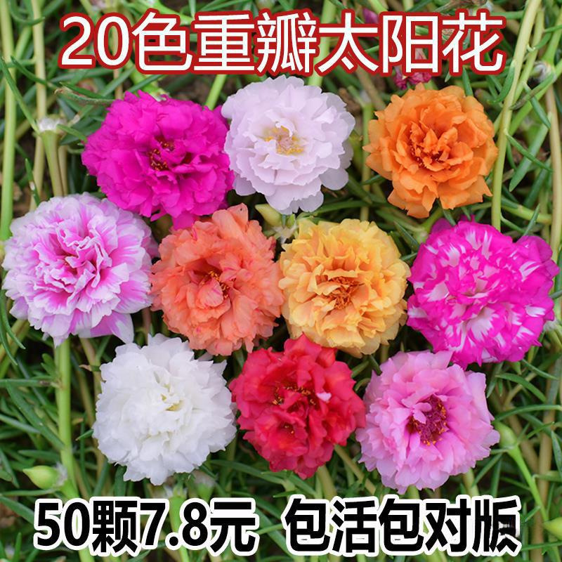 根とつぼみが付いた大きな花の八重ひまわりの鉢植え苗、四季咲きの植物、屋内外で育てやすい|undefined