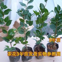 大量基地直销山茶茶花苗庭院盆栽花卉绿植物室内外盆栽