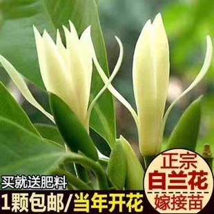 �޽Ӱ��m���������S�m�������S���m�����̨ͥԺ�ļ��Gֲ�����_��