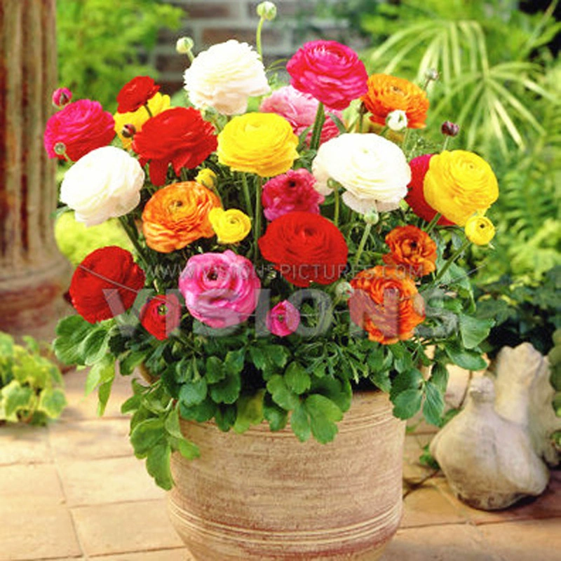 Ranunculus japonicus четырехсезонная Цветущая луковица пиона морозостойкая, легко сажать комнатные и уличные цветы, горшечные растения, семена цветов