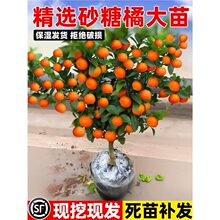 �o��ɳ�ǽۘ���ɰ���ٴ���ͥԺ���Ե��Լt�����ָ��ϱ�������Nֲ