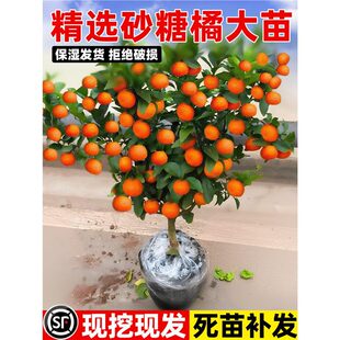 �o��ɳ�ǽۘ���ɰ���ٴ���ͥԺ���Ե��Լt�����ָ��ϱ�������Nֲ