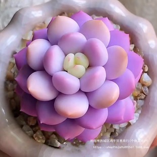 �ȉ�¶�\�M�ڶ�����ܽ�M�������r��͏d���]�ͺ��ﶬ���B����