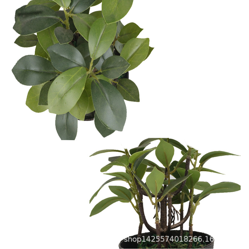 XRS-153 迷你榕叶1号盆栽54叶0.22米4.jpg