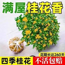 四季开花桂花树苗盆栽庭院绿化美观浓香型花卉绿植室内好养的花苗