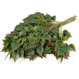 ����Gֲ5��ט���~�٘�֦�ָ�ֲ���~�ӈ@�־��^�b��Ͱט��