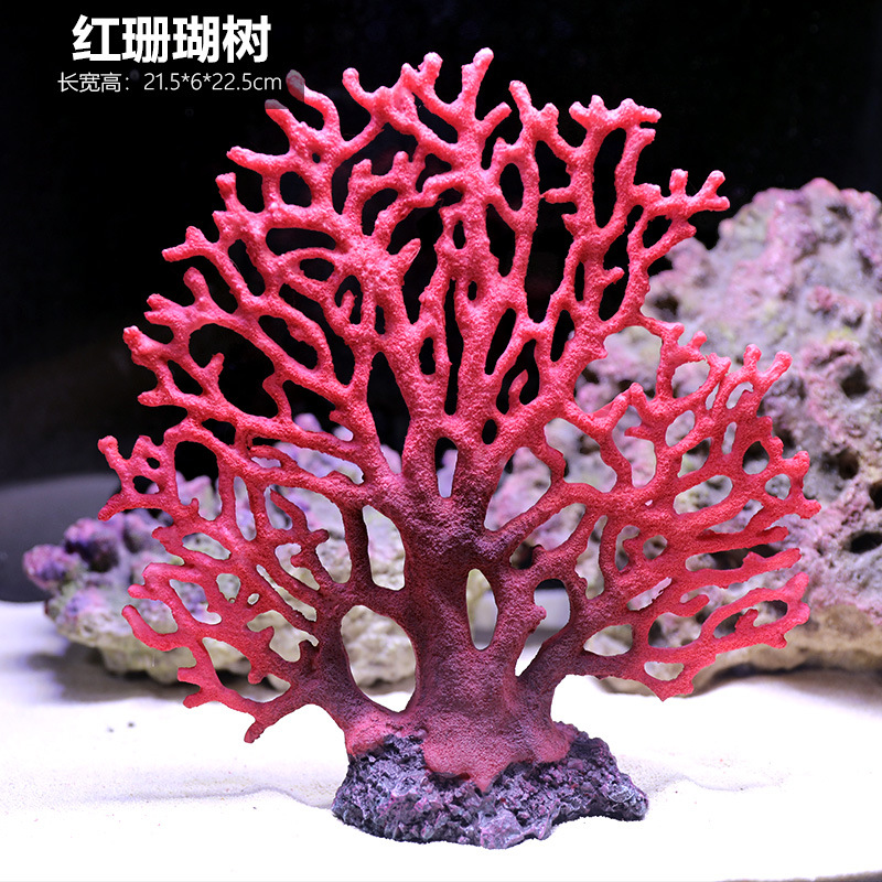 珊瑚025