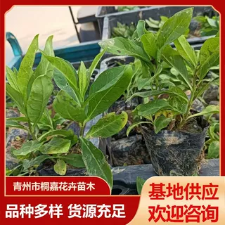 青州苗圃花坛供应丛生福禄考工程苗宿根花卉园林造景芝樱福禄考
