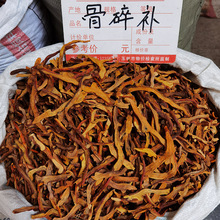 骨碎补中药材猴姜、猢狲姜、石毛姜、过山龙、石良姜、爬岩姜现货