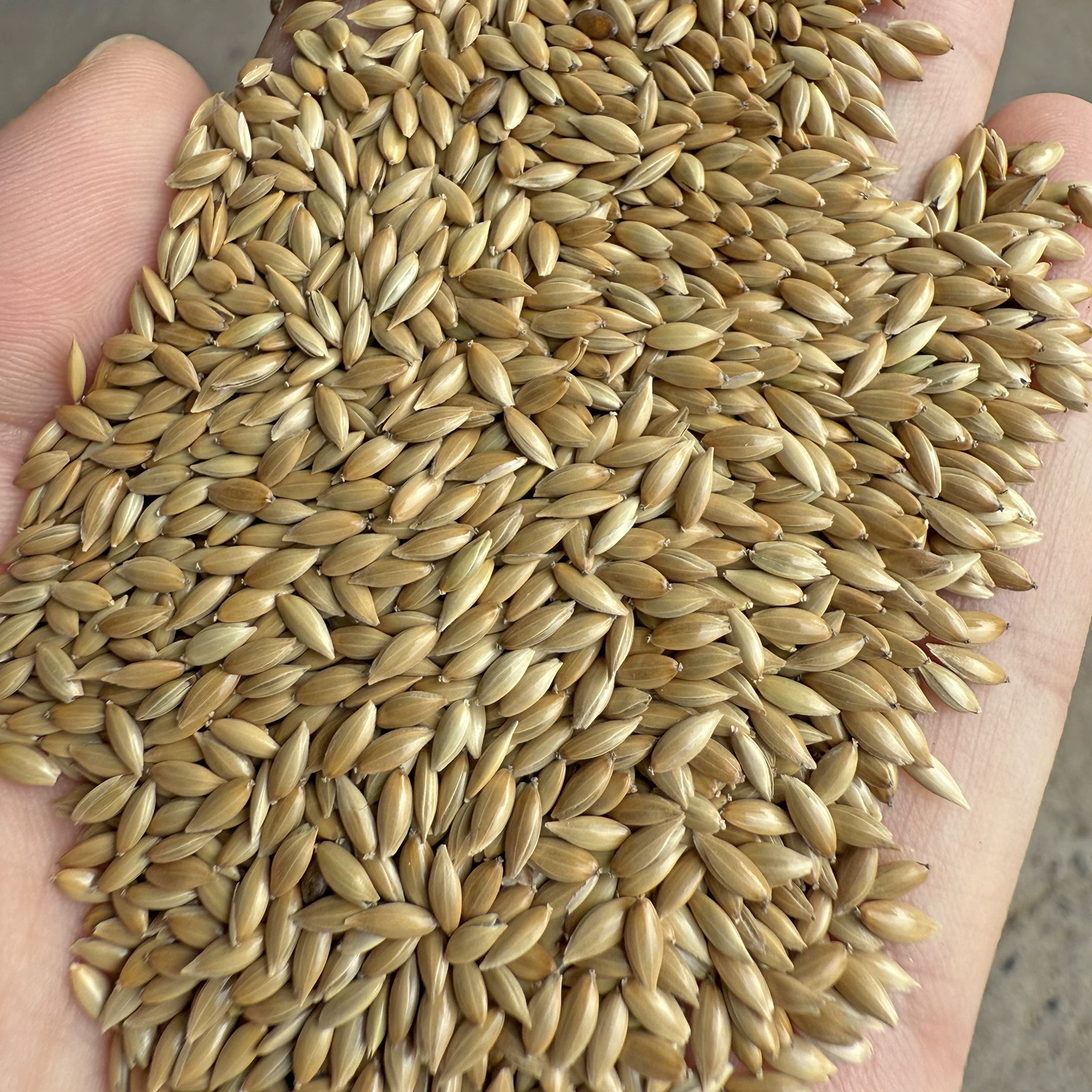 Импортная ганская птица-попугай, пищевое масло, наконечник белого остроконечного проса, семена травы, корм, птицы, семена канарейки, спот оптом