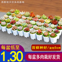 P1����ֲ���������l�Gֲ�����������ЌWУ�[����ֲͯ��ä��