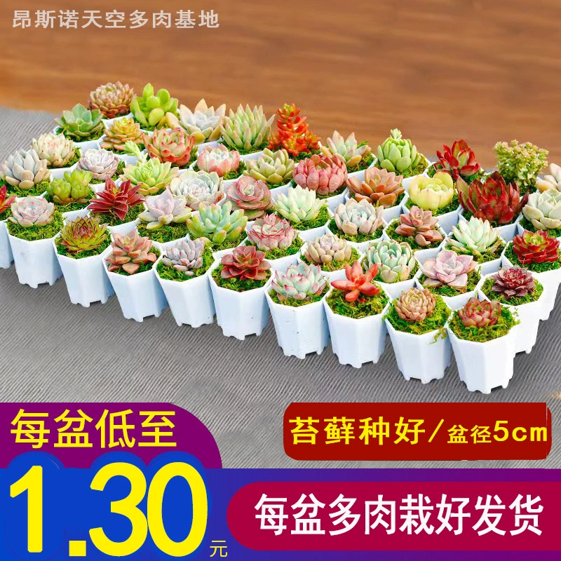 P1 суккуленты с горшками с мясом оптовая продажа зеленых растений