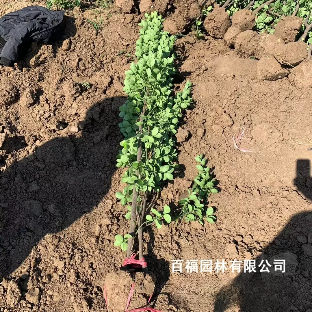 基地批发 丛生北海道黄杨 工程绿化苗 北海道黄杨 道路小区绿篱