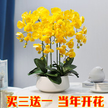 四季蝴蝶兰花苗盆栽室内阳台客厅花卉植物当年开花带原盆带花