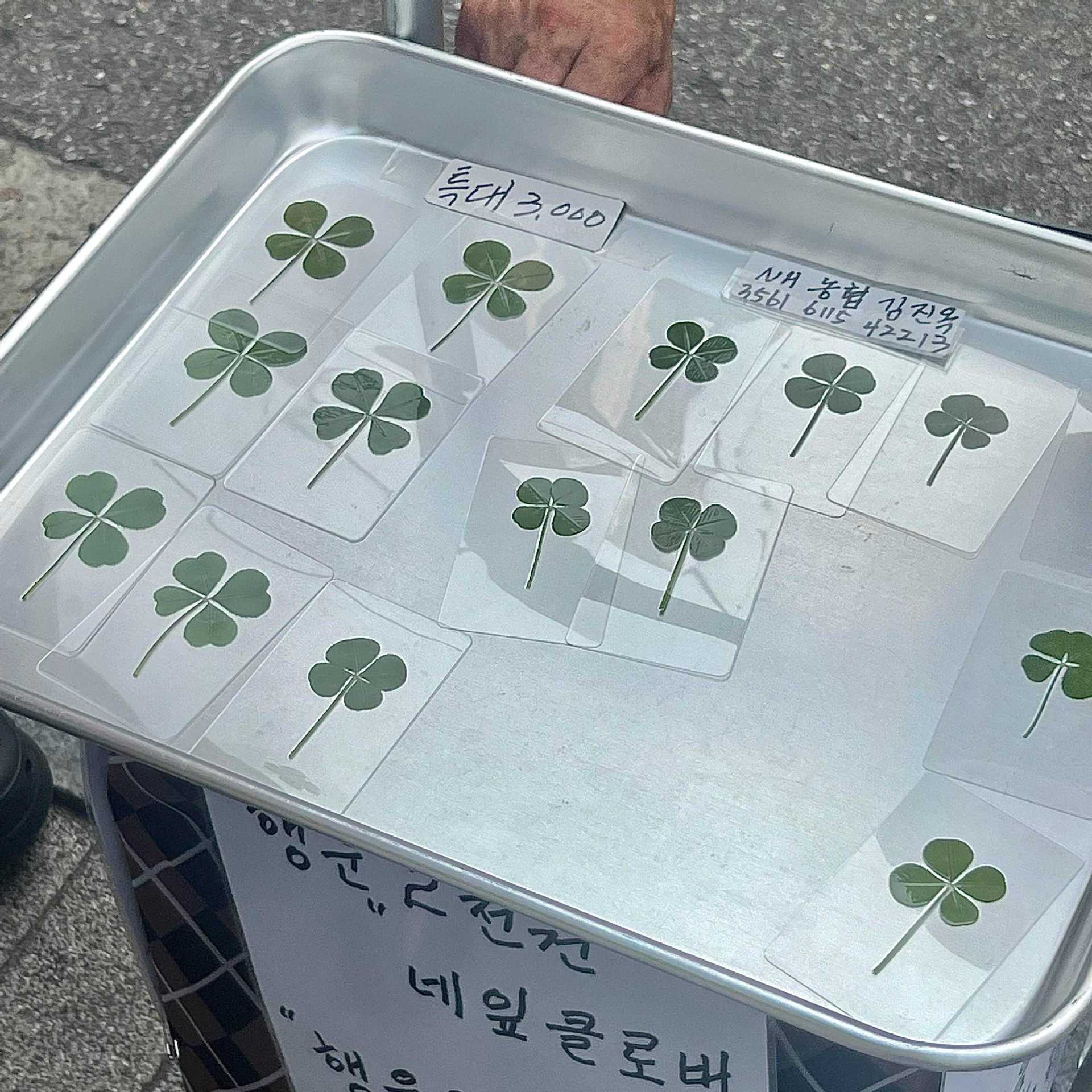 韩系ins幸运四叶草透卡透明亚克力清新简约风许愿好运礼物送闺蜜