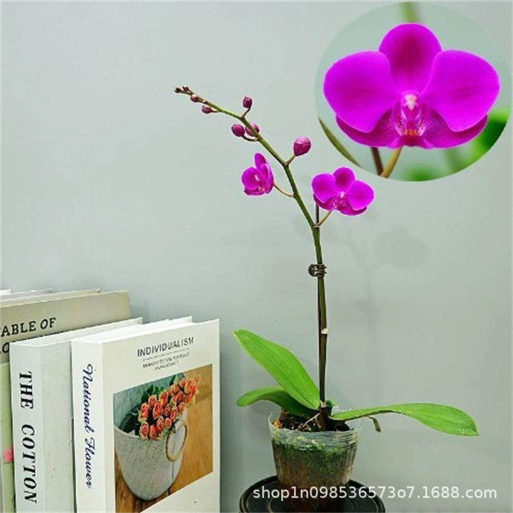 Саженцы цветов фаленопсиса в горшках с цветочными бутонами, непрерывно цветущие в помещении, зеленая посадка, хорошее ежегодное оптовое поколение цветочной фабрики