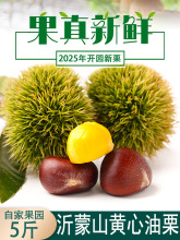 板栗生新鲜沂蒙山黄心油栗2025年新货孕妇当季现摘深山野生毛栗子