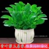 Douban Green Basin Planting Mes. Plant Hydroponic Flower Plant Room Living Room Desktop Green Plant Blue Jade Four Seasons Green Free Shipping