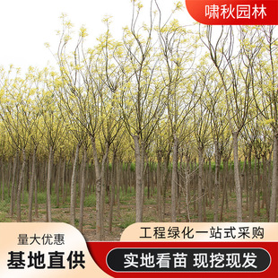 �S�𻱘���@�־G��������ľ�е���ͥԺ�ļ��Nֲ�L�����֦�S��