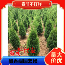 一件代发蜀块塔松树苗桧柏墓地松四季常青绿化苗龙柏树苗塔柏苗龙