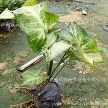 白蝴蝶（合果芋）地被苗 观叶植物 观叶地被苗