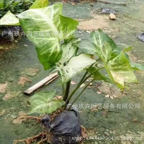 白蝴蝶（合果芋）地被苗 观叶植物 观叶地被苗