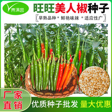 香辣美人椒种子干鲜辣椒两用小米椒泡椒薄皮牛角椒辣椒种子大全