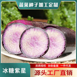 冰淇淋紫皮萝卜种子甜脆好吃紫皮紫肉秋播水果萝卜农家菜园蔬菜籽