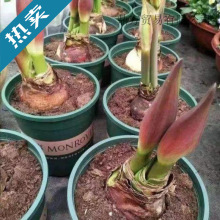 进口特大朱顶红重瓣种球四季开花庭院阳台盆栽花卉大全养不死