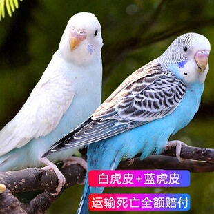 ��Ƥ�W�^���B��С�͌W�fԒ�Č����B�������B���P���BС�B��