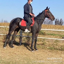 �m�ϸ��������e��c���T���R���Ă�Ʒ�N�ı��^�� �������R���R